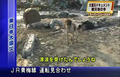 Pas nakon tsunamija u Japanu ostao paziti na svog 'prijatelja'