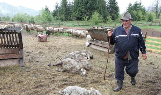 Medvjed opet poharao imanje, ovog puta je zaklao 11 ovaca