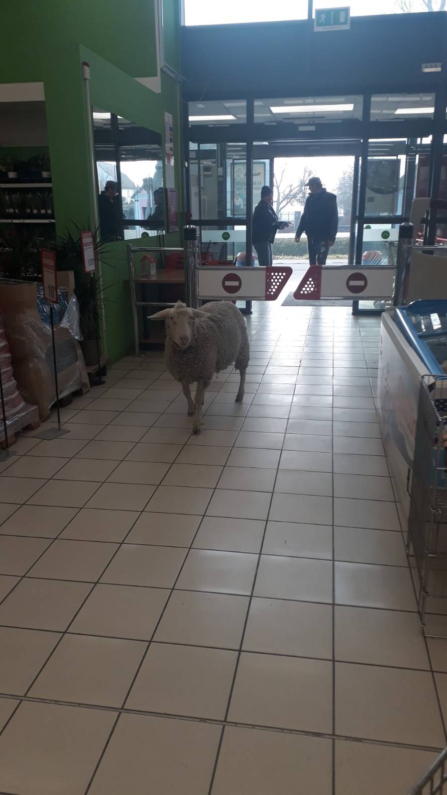 Išla ovca u dućan: Prošetala po trgovini, mesar ju istjerao van