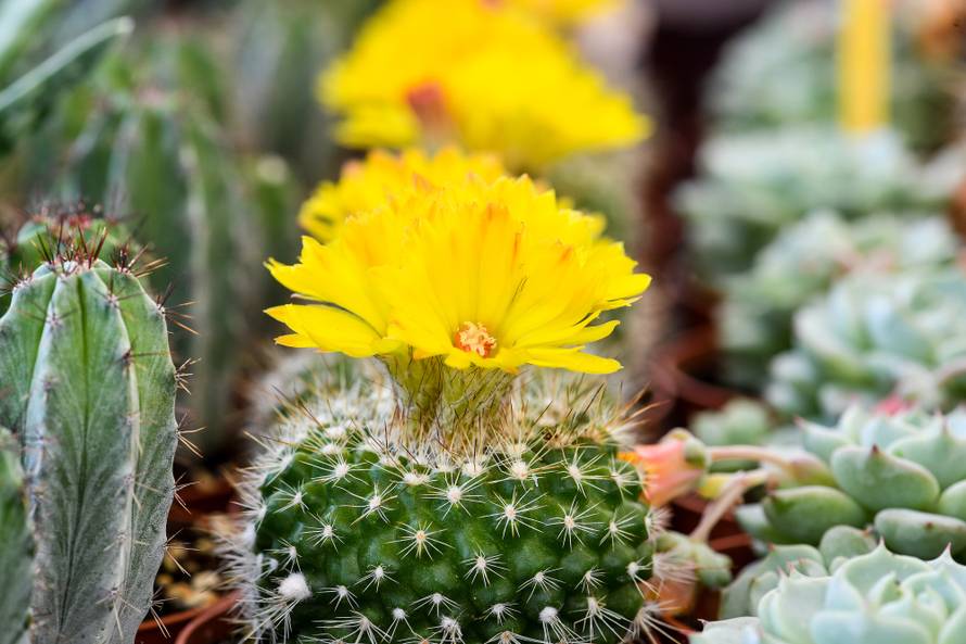 Floraart: Sadnice cvijeća od 2 kune, a za 25 mini vrt u posudi