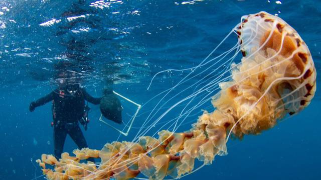 FOTO Splitski znanstvenici naišli na gigantsku meduzu: "Nikako joj se nemojte približavati"