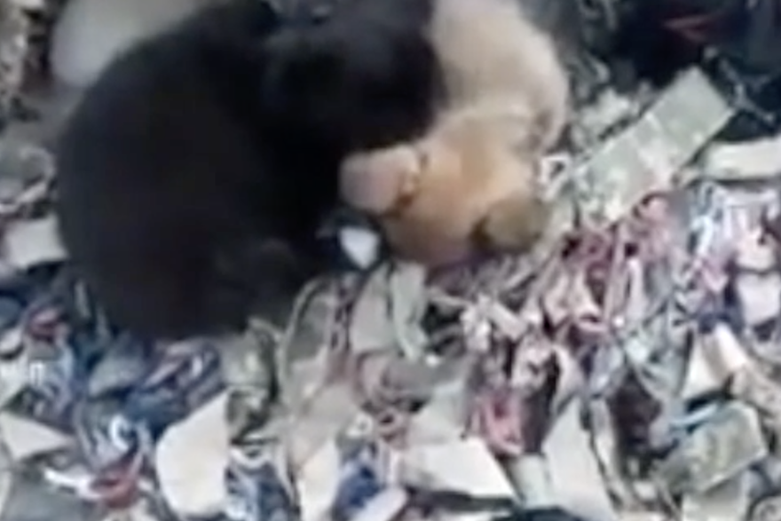 Presladak prizor iz Ukrajine: Psi zaštitili tek rođene mačiće i njihovu majku