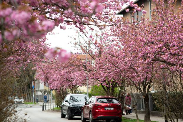 24sata Zagreb: Japanske trešnje u Ulici Bogoslava Šuleka