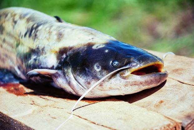 Catfish on Wood Pier