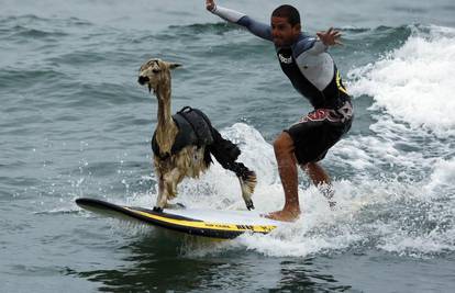 Surfer je trenirao alpaku vožnji na valovima oceana