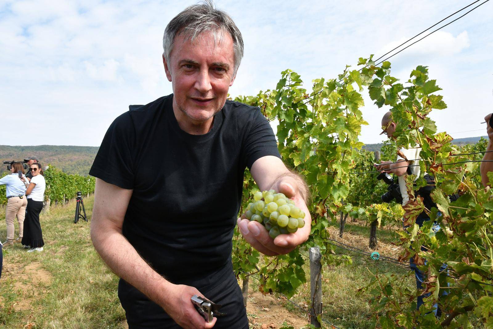 Mitrovac: Berba grožđa u vinogradu predsjedničkog kandidata Miroslava Škore