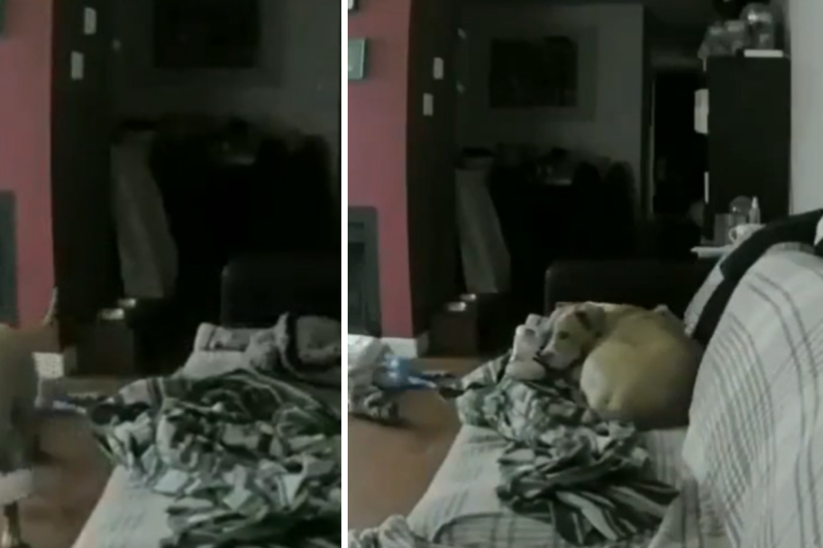 Video koji je rastužio Internet: Pogledajte što je pas radio kad mu je vlasnik otišao na posao