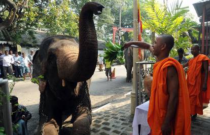 Budisti pripremaju slonove za vjersku procesiju