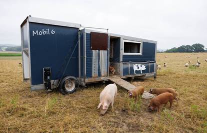 Desetljećima je hrvatski seljak mogao preživjeti s tek nekoliko svinja i par krava. To je prošlost