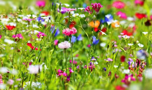 Snaga bilja za vi&scaron;e sre&cacute;e i zdravlja
