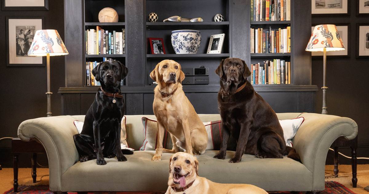Labradors: The Perfect Family Dog – Intelligent, Loyal, and Obedient
