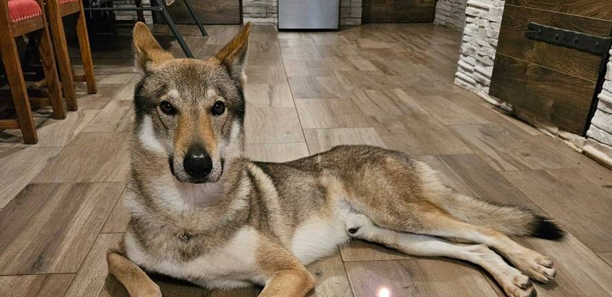 Očajni vlasnici: Naš Aki nestao je kod Rijeke. Nudimo 10.000 €