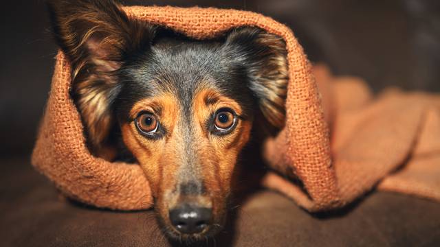 Small dog hiding under blanket