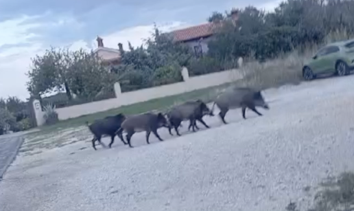 VIDEO Divlje svinje razveselile školarce u Puli: 'One su isto žurile u školu. Pratile su nas'