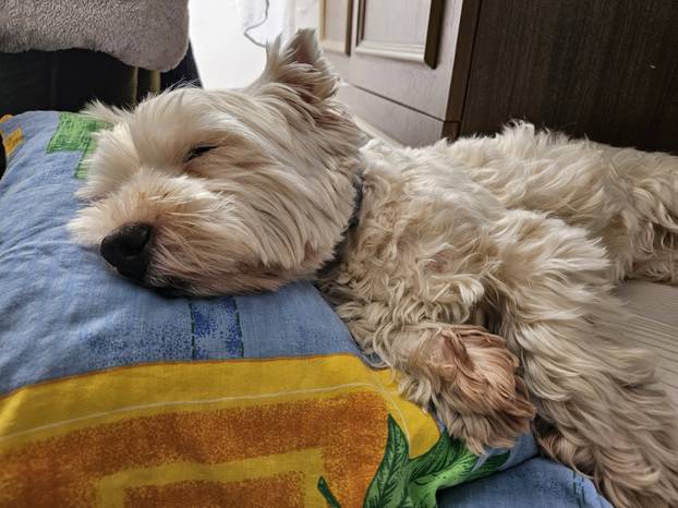 SUPER FOTKE vaših ljubimaca! Neki bi mogli biti viralni hit, ali svi su jednostavno neodoljivi