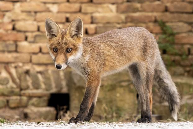 Lisica pronašla dom u blizini Pulskog kaštela