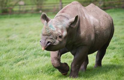 Rijetki crni nosorog uginuo kad su ga htjeli pustiti u divljinu