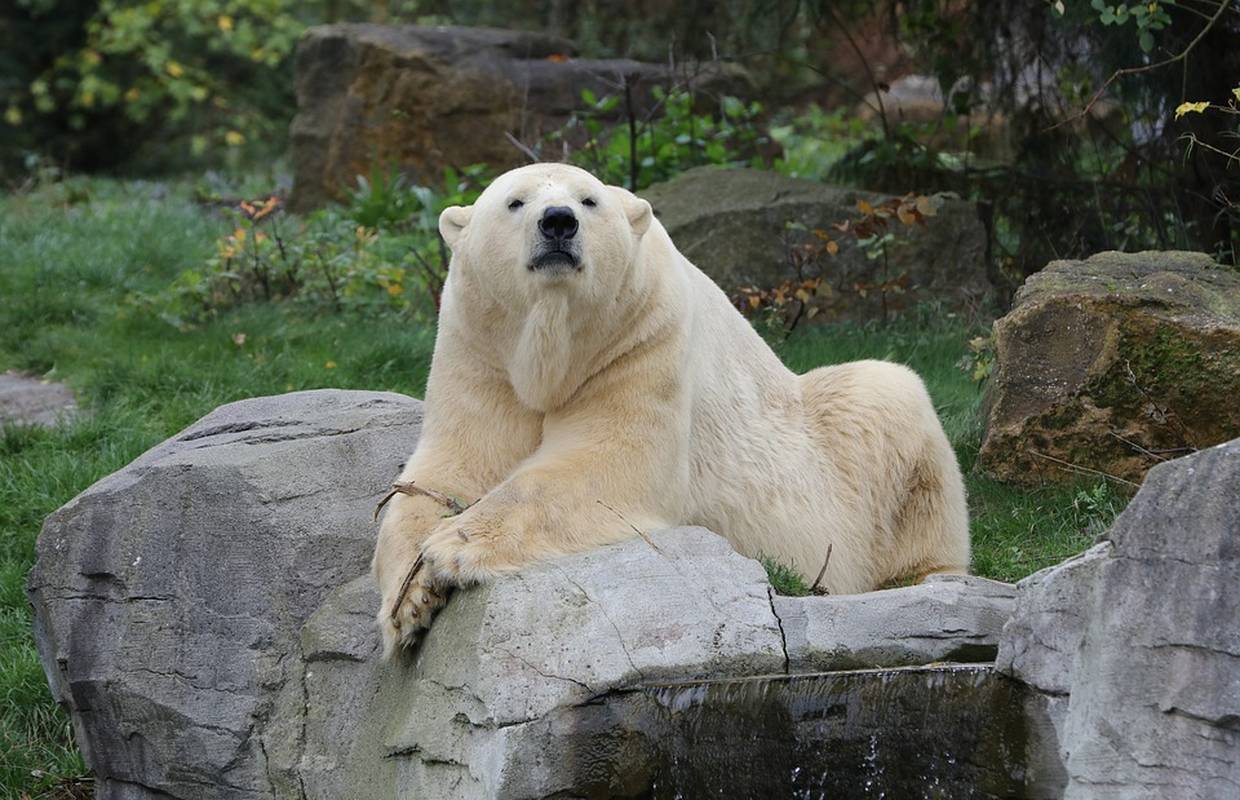 Berlinski zoološki vrt: Uginula polarna medvjedica Katjuscha
