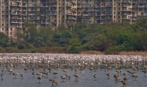 Mir i tišina u Mumbaiju privlači sve više flamingosa na plaže