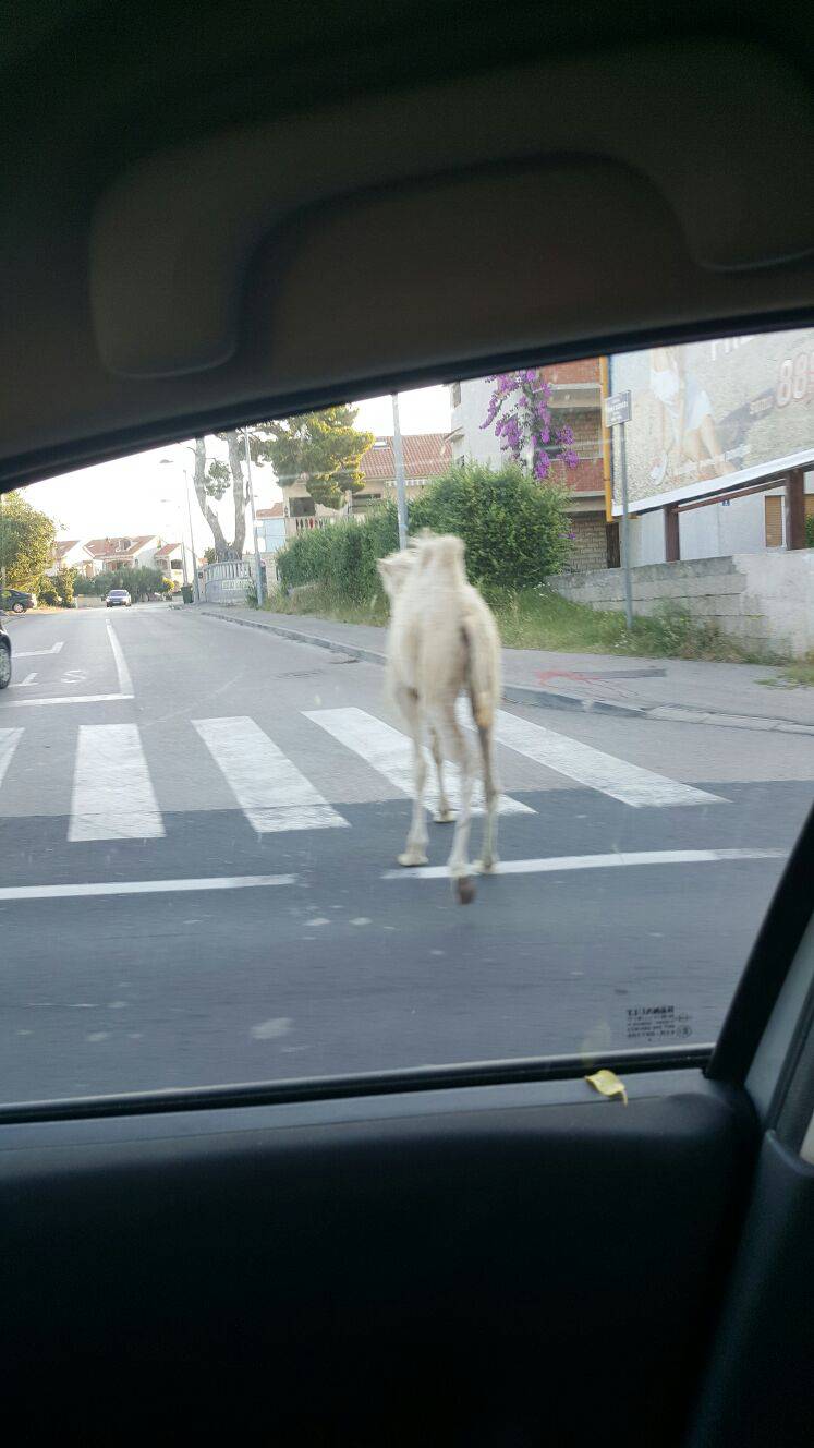 Deva pobjegla iz cirkusa pa otišla u laganu šetnju Splitom