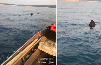 Morski pas pokraj brodice: "Dug je 6-8 metara, ne znamo još je li veliki bijeli ili kitopsina"