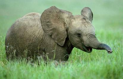 Na internetu prava navala za prijenos rođenja slonića