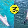 DOZNAJEMO Ozlijeđeni dupin snimljen kod Lastova je živ! Vidjeli ga kod talijanske obale