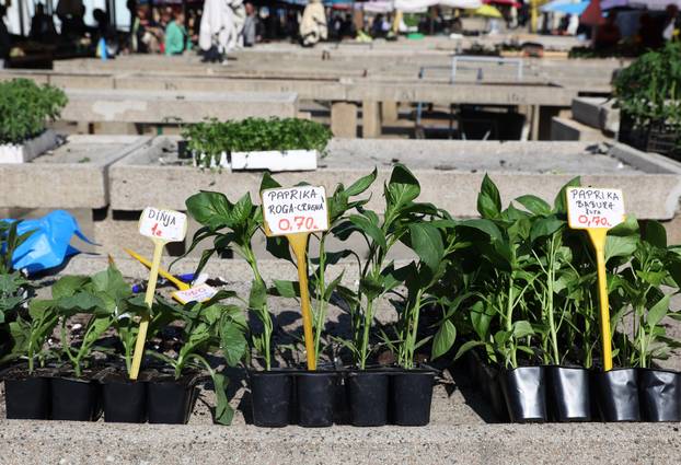 Šibenik: Bogata ponuda sadnica raznog povr?a