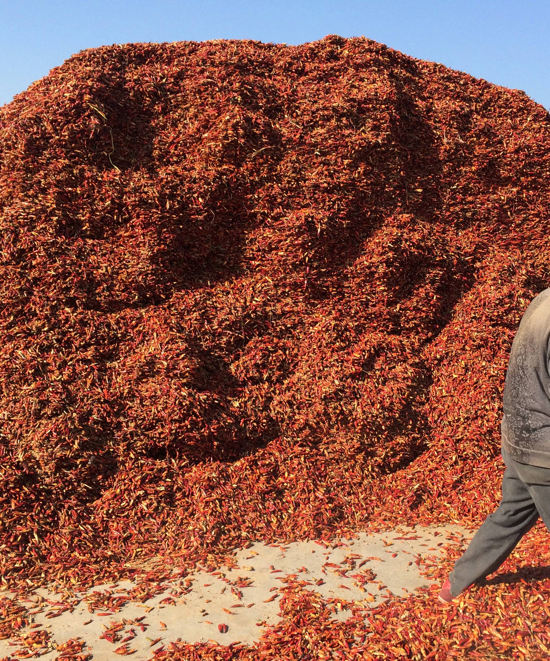 A staff member works near a pile of chillies at a market in Jinxiang