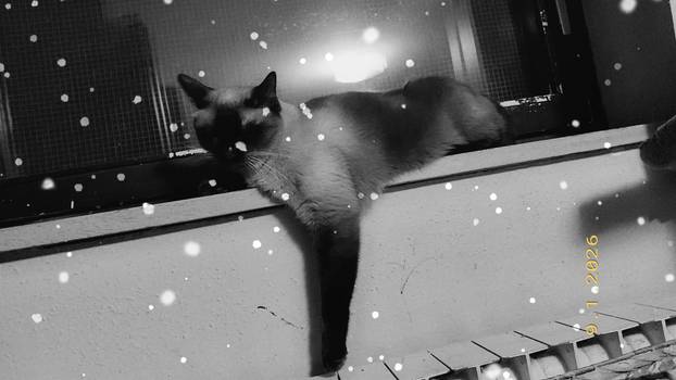 SUPER FOTKE vaših ljubimaca! Neki bi mogli biti viralni hit, ali svi su jednostavno neodoljivi