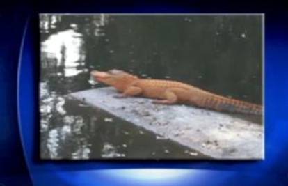 U jezeru na Floridi fotografirala je aligatora narančaste boje 
