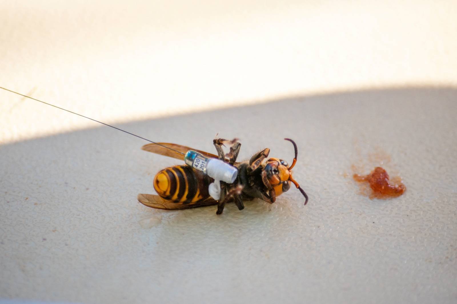 A radio tracking device fitted by Washington State Department of Agriculture (WSDA) entomologists is seen on an Asian giant hornet near Blaine