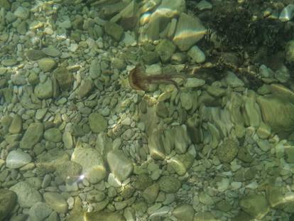 FOTO Na plaži na Hvaru najezda meduza: 'Preplavile su nas'