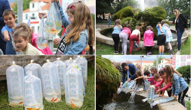 Kornjače u poznatoj šibenskoj fontani dobile društvo - 18 ribica