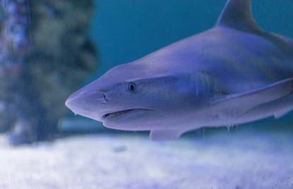 WWF: U Jadranu ugroženo čak 36 vrsta morskih pasa i raža