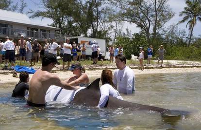 Florida: Biolozi spašavali nasukanog kljunastog kita