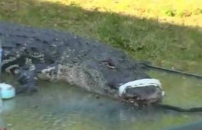 Dječak (10) svladao aligatora od 1,24 m i odvukao ga kući