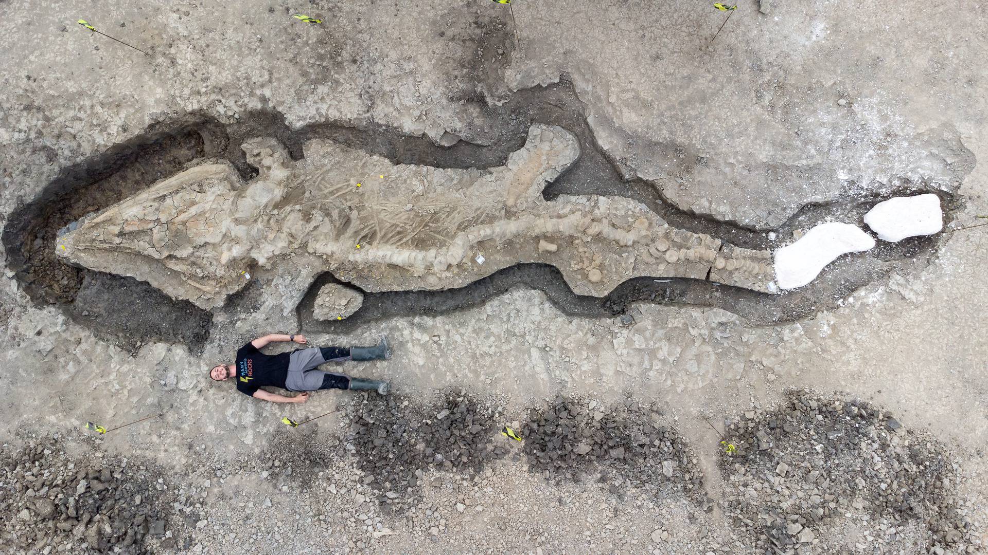A man poses next to excavated remains of a Britain's largest ichthyosaur, at Rutland Water