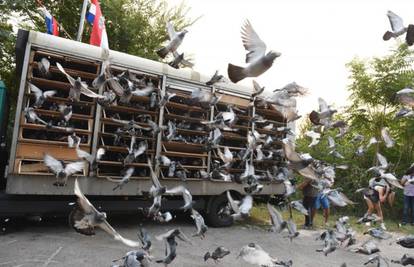Tisuću golubova mira poletjelo u 6 iz Knina prema Vukovaru...