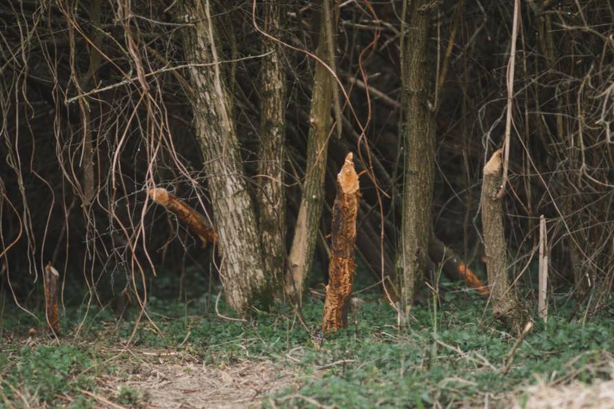 Dabrovi u Novom Marofu rade probleme: 'Ukrali su 200 letvi radnicima i odnijeli ih u potok'