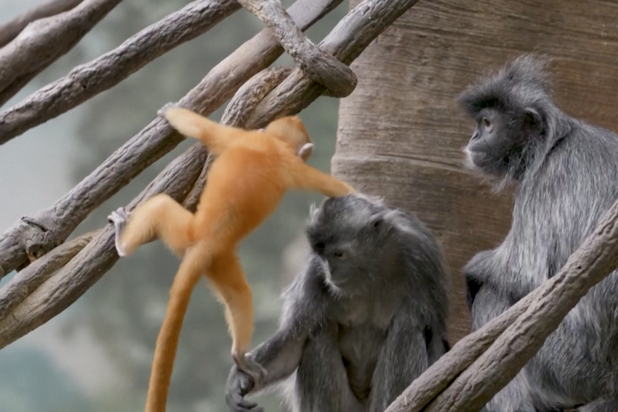 Beba langur majmuna