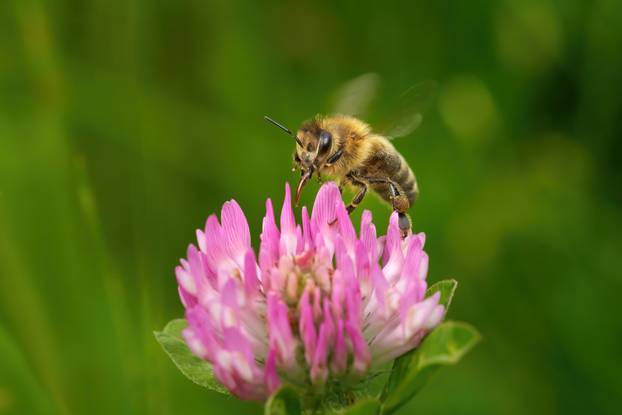 Buzzing,Bee,(western,Honey,Bee,-,Apis,Mellifera),With,Extended