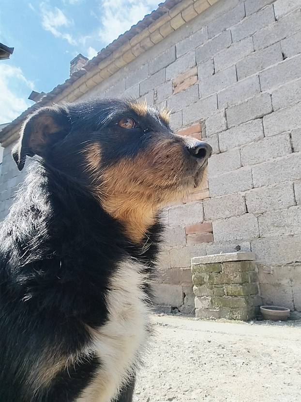 SUPER FOTKE vaših ljubimaca! Neki bi mogli biti viralni hit, ali svi su jednostavno neodoljivi