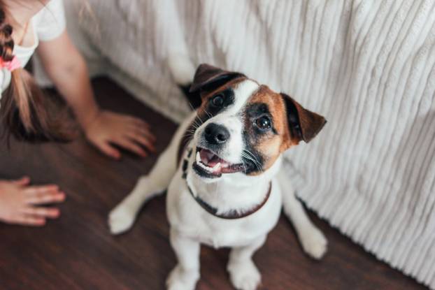 Ovo je idealan ljubimac za vas prema vašem znaku Zodijaka