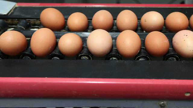 Pakovo Selo: Pove?ana proizvodnja konzumnih kokošjih jaja na farmi nesilica Kolarište 