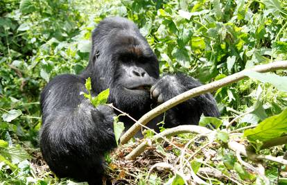 Gorila pobjegla iz nastambe, tražili ju naoružani čuvari