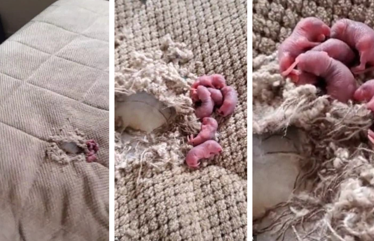 Uselila u novu kuću i šokirala se prizorom: U pokrivaču na krevetu pronašla male štakore