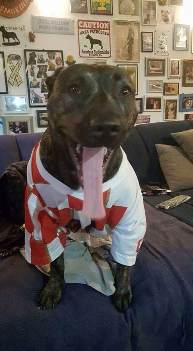 ŠAPE GORE! Ovako navijaju za repku ljubimci naših čitatelja