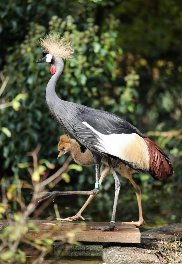 Zagrebački krunati ždralovi predstavljeni javnosti 