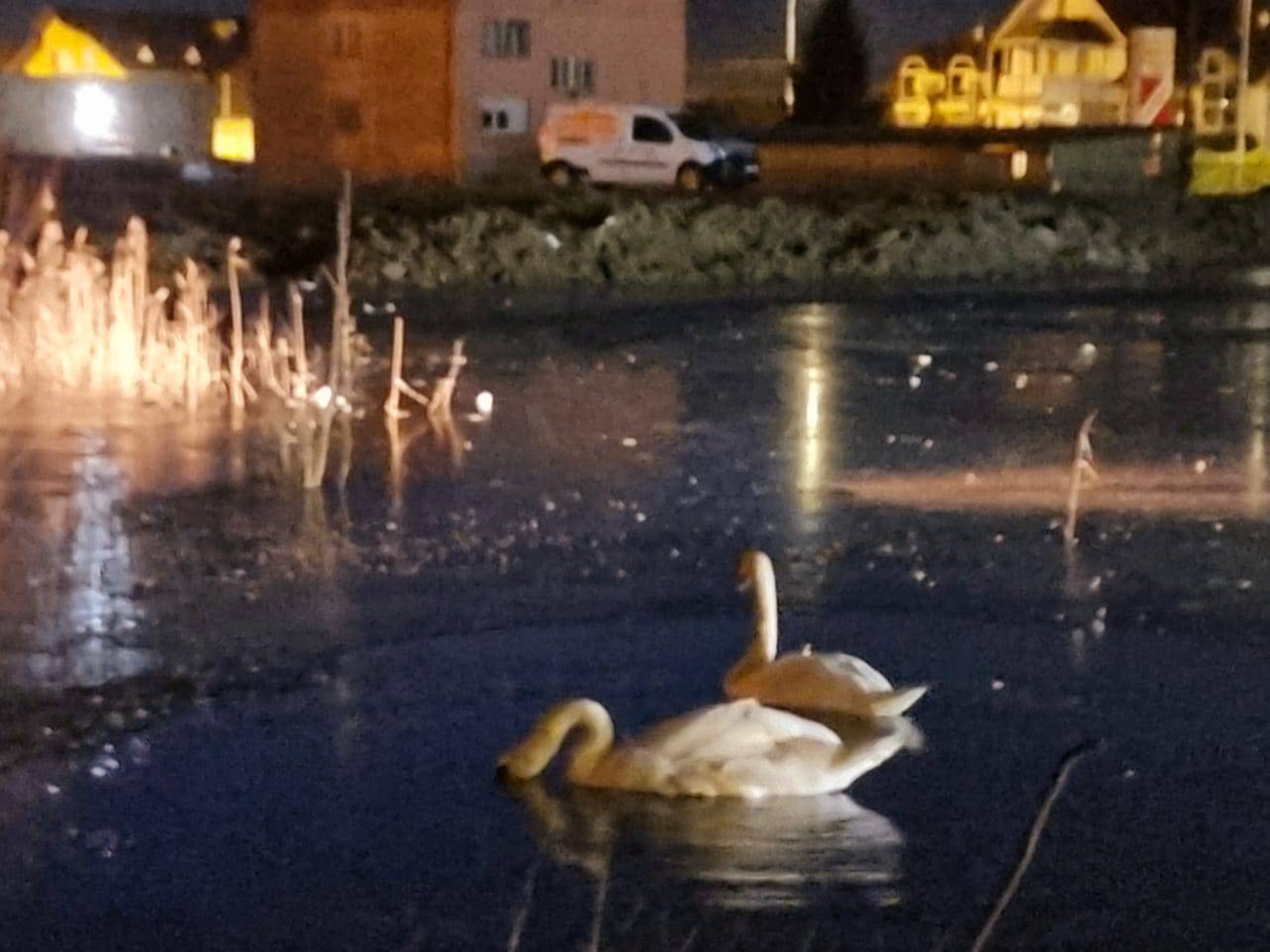 Maksimirsko jezero postalo je dom zaljubljenim labudovima